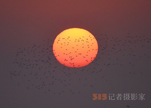  朝氣蓬勃的“太陽鳥”