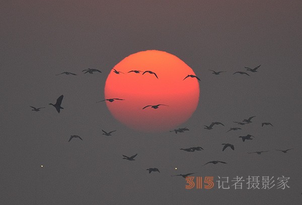  朝氣蓬勃的“太陽鳥”