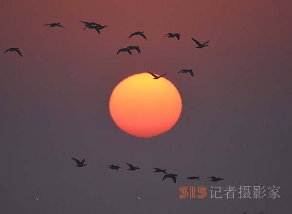  朝氣蓬勃的“太陽鳥”