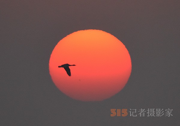  朝氣蓬勃的“太陽鳥”