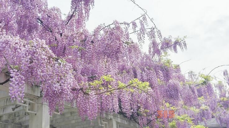  紫藤花開迎客來(lái)