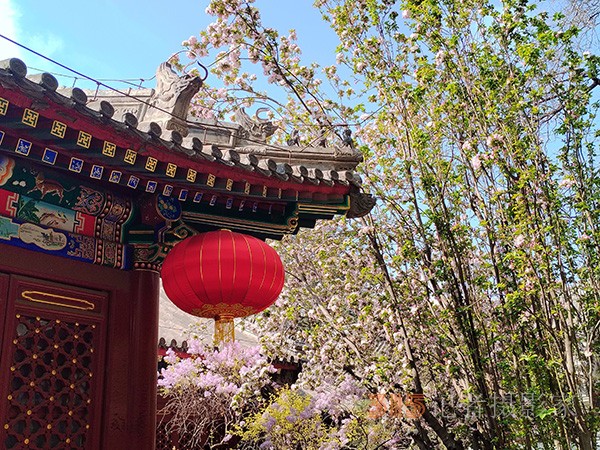 又到賞花季——法源寺