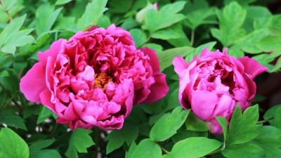 春花如何在冬天綻放？