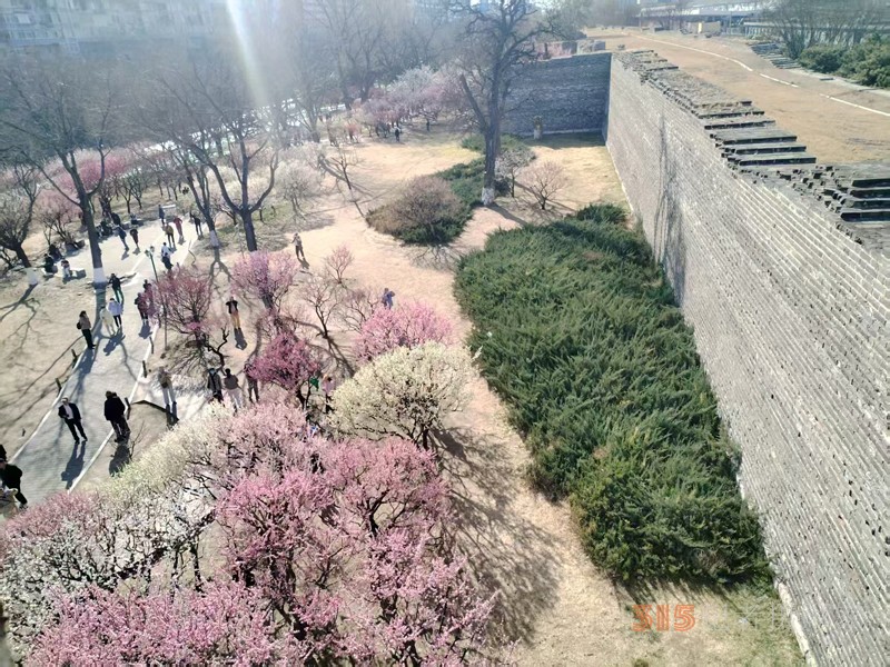 春分時(shí)節(jié)明城墻樂(lè)游賞梅