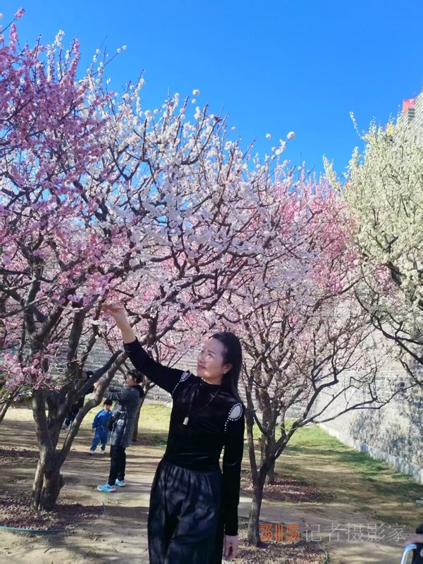 春分時(shí)節(jié)明城墻樂(lè)游賞梅