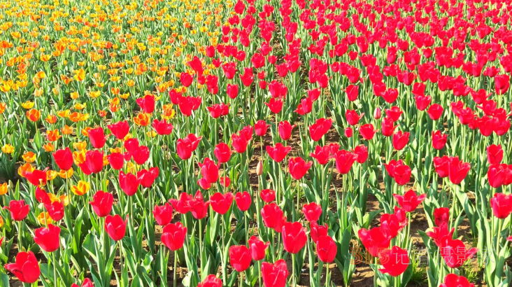 春日花海醉游人！武漢解放公園8.5萬株郁金香綻放成畫