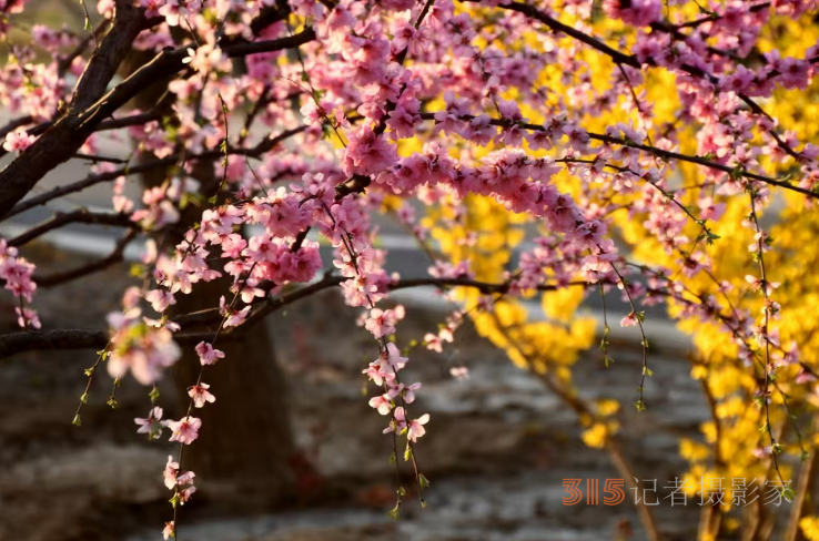 樂訂坊成功舉辦“花香上巳節(jié)，春騁老君堂”非遺漂漆體驗賞花拍攝活動