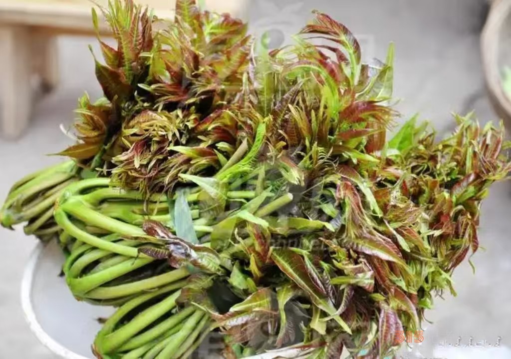 作家五一原創(chuàng)作品：記憶中老家門前的香椿樹