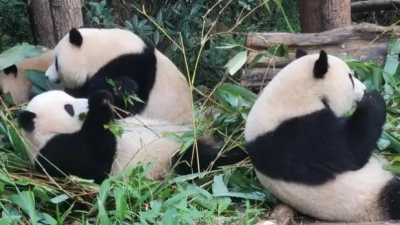 大熊貓是熊還是貓？