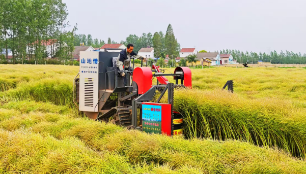 沙洋油菜喜豐收，人機(jī)協(xié)作收獲忙