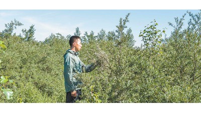 砒砂巖長出的沙棘用處大