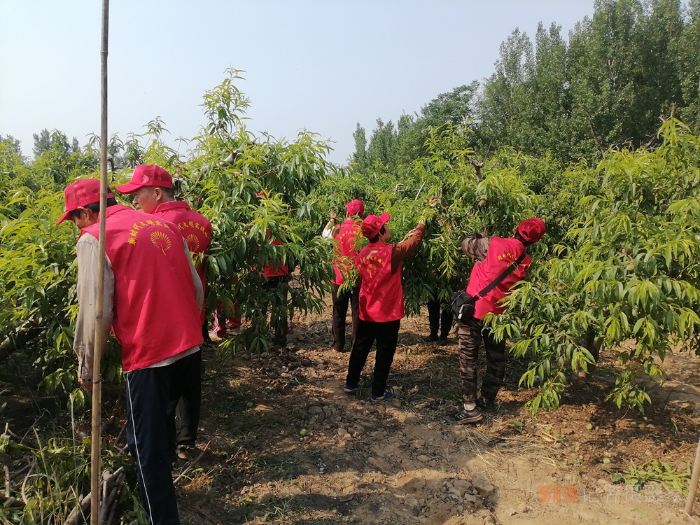 德州保店鎮(zhèn)：志愿紅助力黃桃基地疏果 共繪鄉(xiāng)村振興新圖景