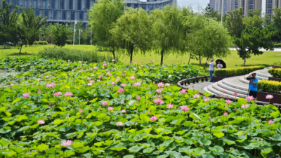 荷香滿溢引客來(lái)